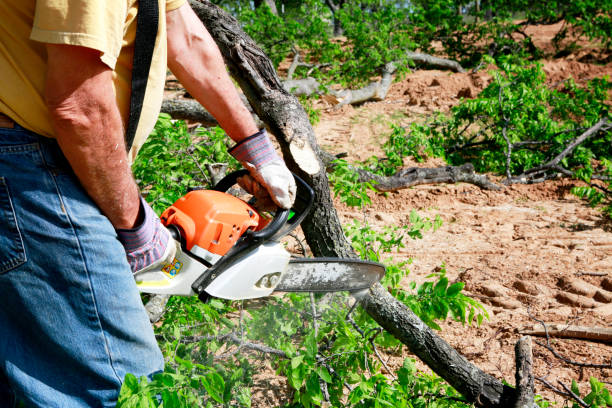 Trusted Ville Platte, LA Tree Service Experts